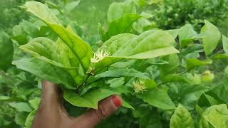 மல்லிகை பூ தோட்டம்‌  Jasmine farming in Namakkal  How to grow Jasmine plant  tips and care [upl. by Birmingham]