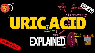 URIC ACID in the blood UrateLowering Drugs mechanism of action Allopurinole Febuxostat Rasburicase [upl. by Nilyam]