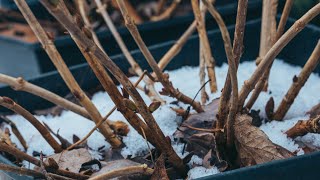 Why isnt my Hydrangea Blooming Winter Damage  Frozen Buds [upl. by Xenophon]