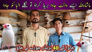 Visit Java Sparrow Setup In Karachi  40 Pairs Java Sparrow setup  Java Breeder Colony  Birds [upl. by Akenom]