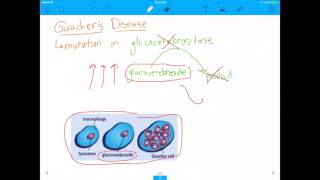 MCAT Question Lysosomal Enzymes and Gauchers Disease [upl. by Ilzel293]