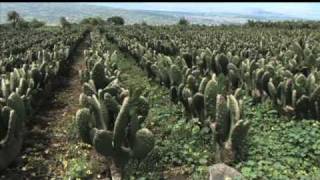 Palomilla del Nopal Cactoblastics cactorum [upl. by Ahsirkal]