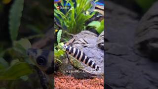 Ikan Kaos Kaki I Black Banded Leporinus Fish [upl. by Ymeraj]