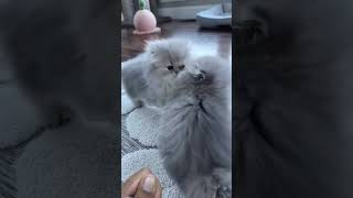 Good kitten cat kitten funny comedy jokes humor beautiful nature [upl. by Viradis350]