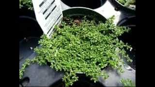 Gardening Mal Herniaria Glabra Green Carpet wmv [upl. by Htinnek]