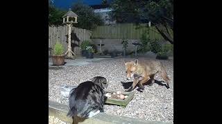 Fighting at the food dish cat v fox round 1 [upl. by Karalynn]