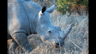 Rhinos of Karongwe Private Game Reserve and Timbavati Private Nature Reserve [upl. by Leach]