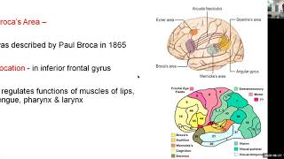 PHYSIOLOGY OF SPEECH amp LANGUAGE [upl. by Leena375]