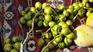 Harvesting Spanish LimeMamoncillo on the Streets of Miami [upl. by Anyalram]