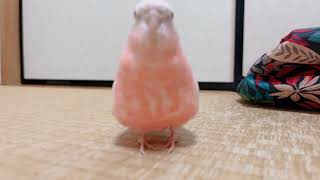 走るピンクの鳥。アキクサインコ [upl. by Mahan]