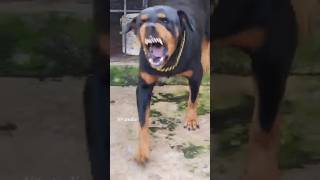 Angry rottweiler barking sound shorts dog [upl. by Aleetha]