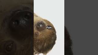 quot🦥 10 Surprising Facts About Sloths You Wont Believe 🌴quot [upl. by Betteann725]