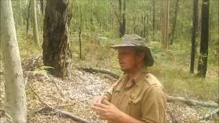 Spotted GumCorymbia maculata [upl. by Maunsell]