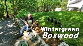 Planting Wintergreen Boxwood Bushes Instead Of Building A Fence [upl. by Trude]