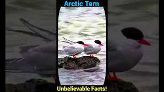 Arctic Tern Unbelievable Facts You Never Knew [upl. by Delcine]