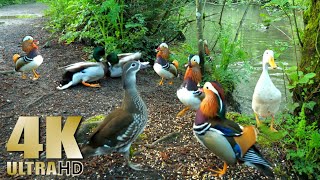 Ducks Quacking  Mandarin Duck  Mallards  Pekin Ducks  Nature Relaxation Video [upl. by Yeliac779]