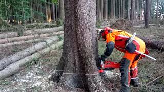 HUSQVARNA 572XP Garden and Forest THE BEST [upl. by Brackett953]