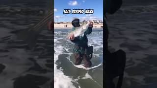 Fall Striped Bass Run  Winter Approaches🐟 fishing shorts fyp viralvideo [upl. by Bethel]