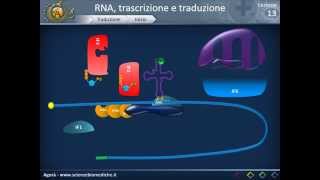 Biologia 13  RNA trascrizione e traduzione parte 2 [upl. by Hutchings]