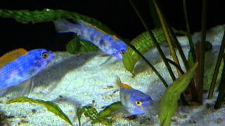 african malawi cichlid tank Labeotropheus trewavasae Thumbi West Island [upl. by Essirahc]