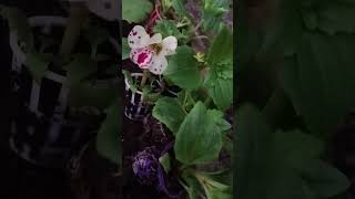 Mimulus Flowering Plant  Monkey Flower Shorts Shortfeed Shortvideo [upl. by Berwick]