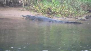 Chris Dahlbergs Daintree River Tours [upl. by Maxy]