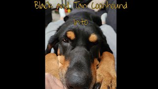 Black and Tan Coonhounds as house pets their personalities and the differences between 2 of them ❤️ [upl. by Hinze]