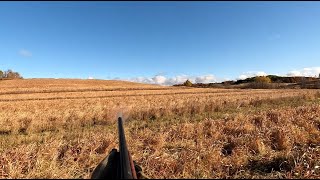 Wisconsin Pheasant HuntingBonus Woodcock [upl. by Aiblis]