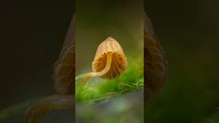 Galerina sp on a Mossy Log 📸 [upl. by Geno]