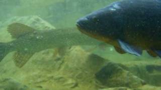 Large Pike  diving sprimont lille quarry belgium [upl. by Hewe423]