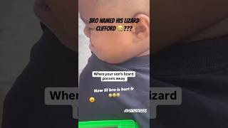 When Your Lizard Passes Away 😔 rip shortsfeed lizard shortsviral shortsfunny funnyshorts [upl. by Yvel]