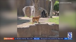 Stray dog wanders into gorilla habitat at San Diego Zoo Safari Park [upl. by Blau48]