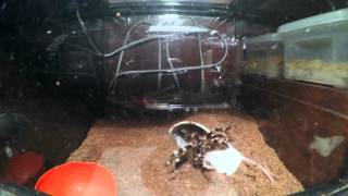 Tarantula eats a mouse 3  Acanthoscurria geniculata  Giant white kneed tarantula [upl. by Jermaine]