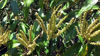 Mallotus philippensis kamala tree red kamala kumkum tree [upl. by Bathsheeb]