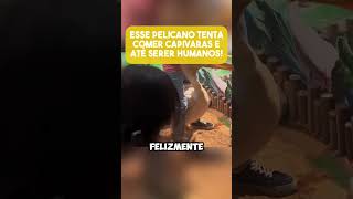 ESSE PELICANO TENTA COMER CAPIVARAS🤯🦤☠️ capivara pelicano viralvideo curiosidades [upl. by Vola]