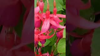 Fuschia flowers garden flower [upl. by Ahsinahs]