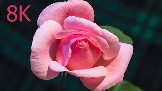 Pink Rose Blooming Timelapse  8K [upl. by Nivac137]