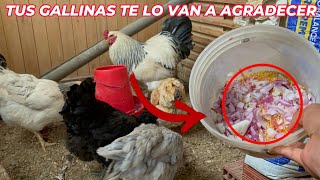 Alimentos económicos para gallinas que sirven en su crecimiento [upl. by Chrystal]