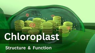 Chloroplast Structure and Function Biology Cell biology [upl. by Nare]