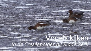 Vogels kijken in de Crezeepolder 1352 [upl. by Ecile]