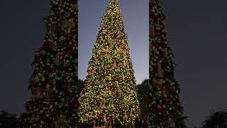 The Christmas Tree is Up christmas merrychristmas 2024 disney disneyland lights mainstreet [upl. by Balas]