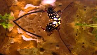 Sunburst Diving Beetle  Thermonectus marmoratus [upl. by Iretak]