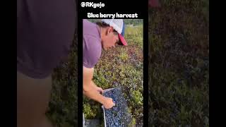 Blue berry harvest [upl. by Thomasine]