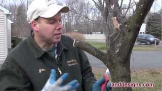 How to Prune Not Kill Trees and Shrubs [upl. by Ayiak347]