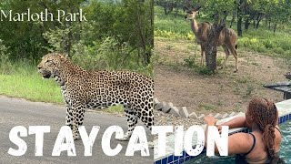 Bush Living Marloth Park Staycation  Kruger National Park  Cooking [upl. by Cathey]