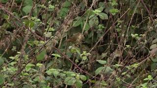 Raddes Warbler Phylloscopus schwarzi [upl. by Bois]