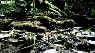 Madagascan Tenrecs Use Quills To Communicate  Madagascar Lost Worlds Preview  BBC [upl. by Naman]