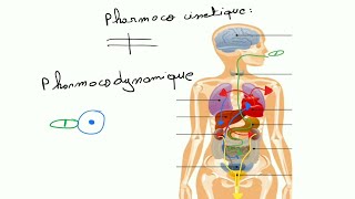 Pharmacologie  Pharmacocinetique et Pharmacodynamique [upl. by Kilan431]