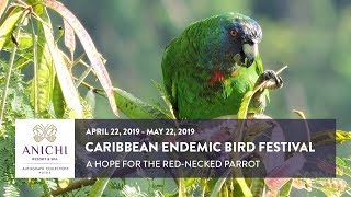 Caribbean Endemic Bird Festival 2019 RedNecked Parrot [upl. by Garvy]