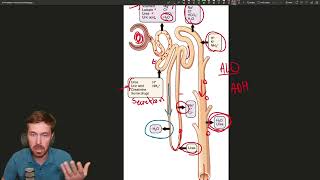 The Nephron Natures Filtration System [upl. by Christmann]